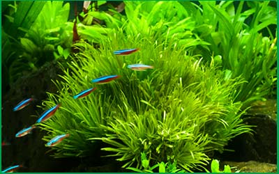 Plantas médias para frente ou meio do aquário