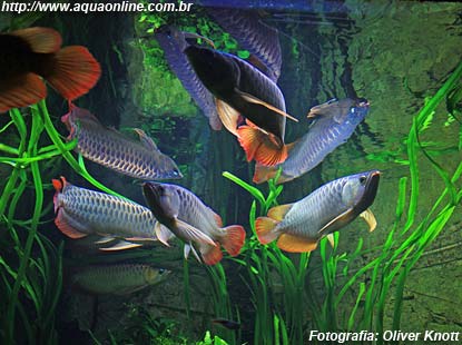 Aruanã Asiático (Scleropages formosus) em aquário plantado