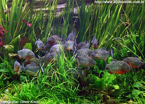 Aquário Plantado com Piranhas Vermelhas (Pygocentrus nattereri)