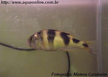 Haplochromis obliquidens