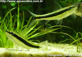 Comedor de Algas Siâmes, um dos poucos peixes que se alimentam de algas peteca