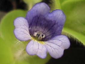 Flor de Bacopa lanigera