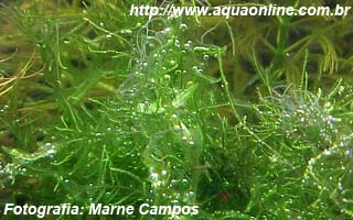 Cianofíceas ou Algas Azuis
