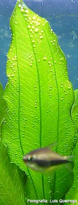 Planta livre de algas, realizando fotossíntese visivelmente