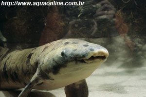 Lungfish Australiano de mais de 77 anos