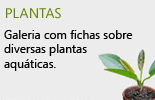 Plantas